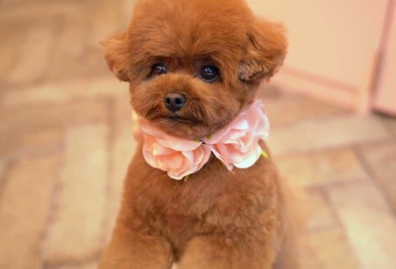 定期修剪毛发的泰迪犬