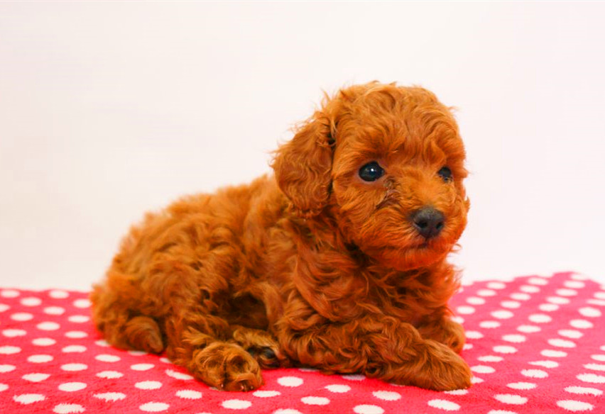 泰迪犬肠炎怎么治疗？
