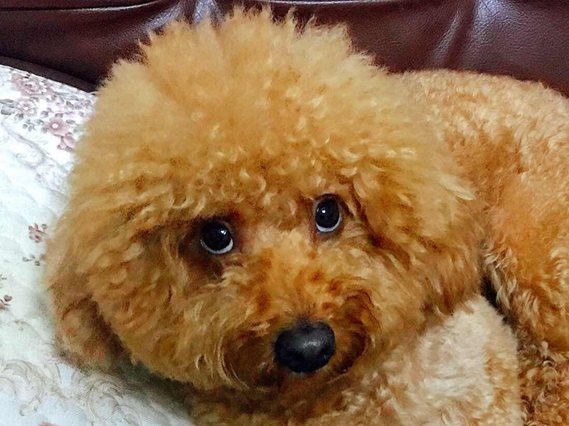 得了肠炎的泰迪犬