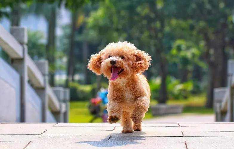在户外锻炼的泰迪犬