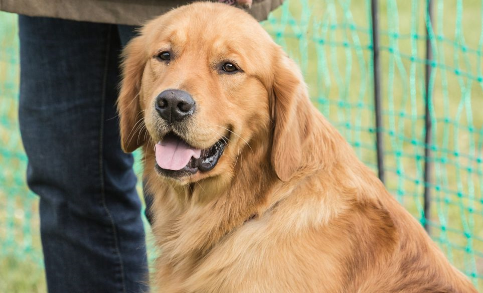 金毛犬的日常美容包括哪些呢？