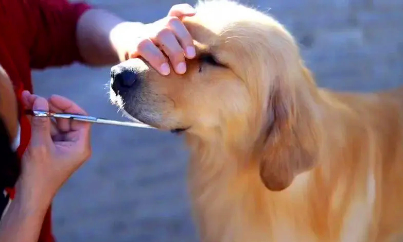 美容师在给金毛犬做美容修剪