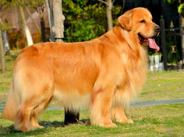 做好日常美容的金毛犬