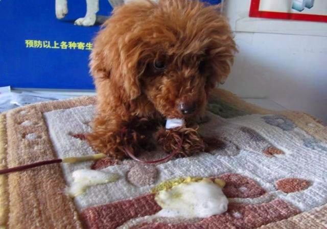 泰迪犬吐白沫怎么办？