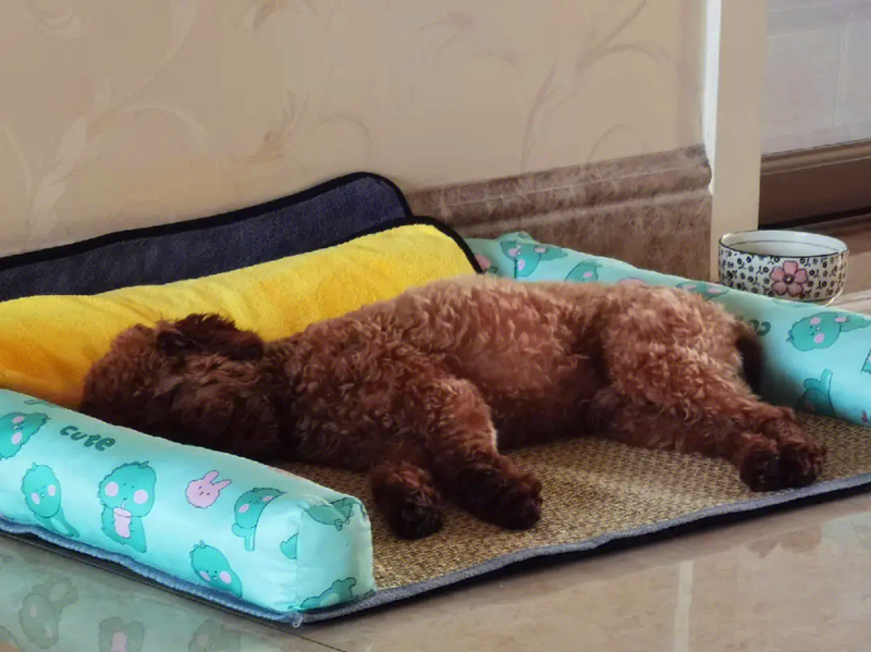 热中暑的泰迪犬