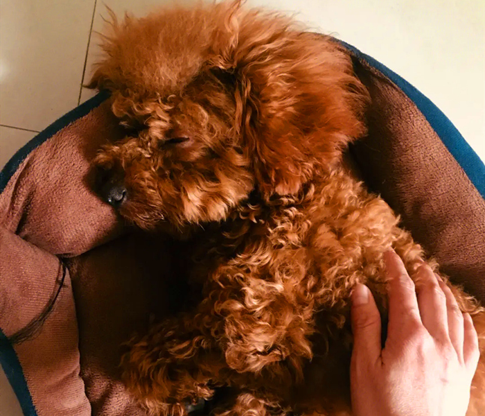 其他原因引起吐白沫的泰迪犬
