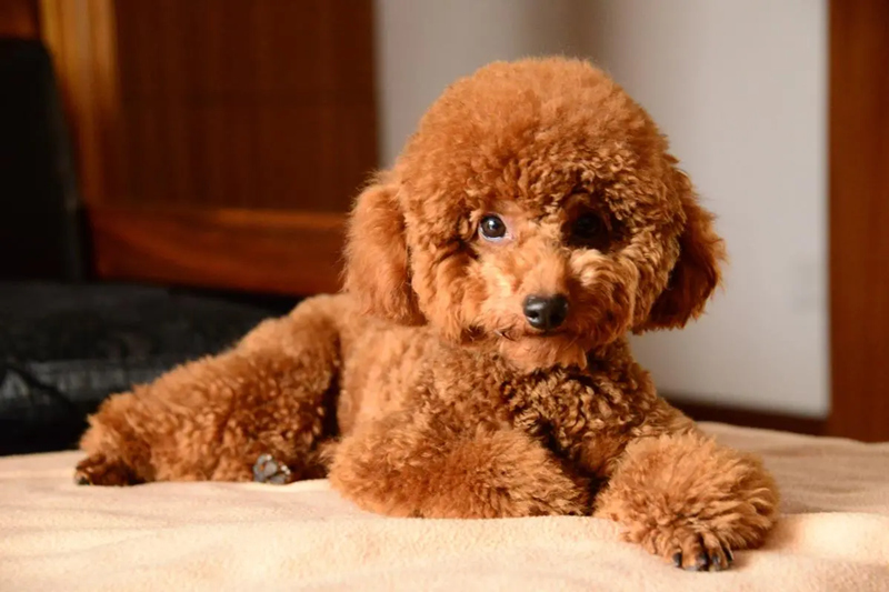身体恢复后的泰迪犬