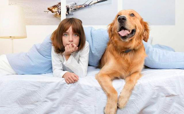 主人与训练完成后的金毛犬
