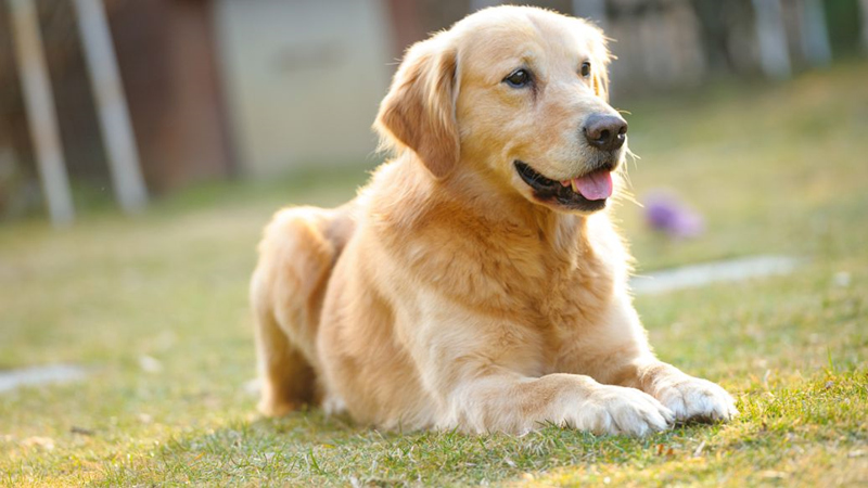 成年的纯种金毛犬