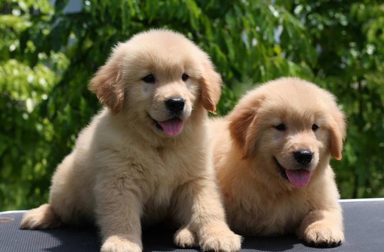  金毛犬幼犬怎么看纯不纯？