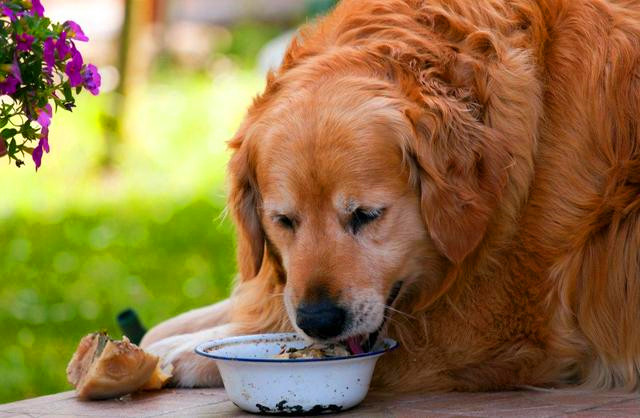 合理调整金毛犬的饮食对其毛发健康有很多作用