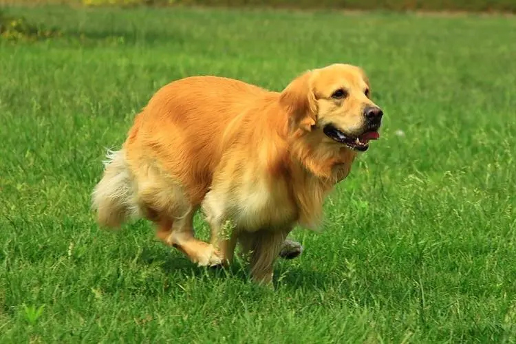 进行日常训练的金毛犬