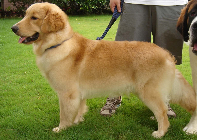 接受点击器训练后的金毛犬