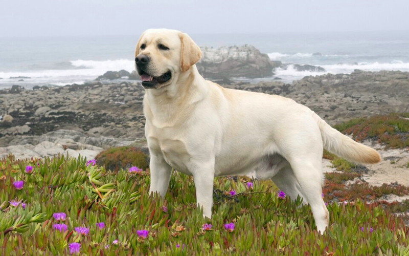 在户外接受训练的拉布拉多犬