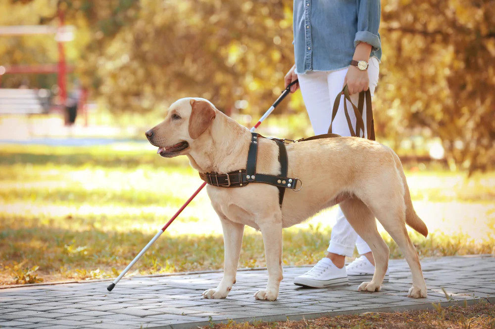 主人与拉布拉多犬在户外散步