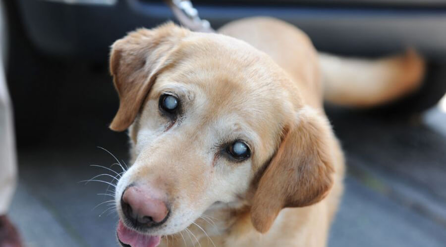 拉布拉多犬出现白内障怎么办？