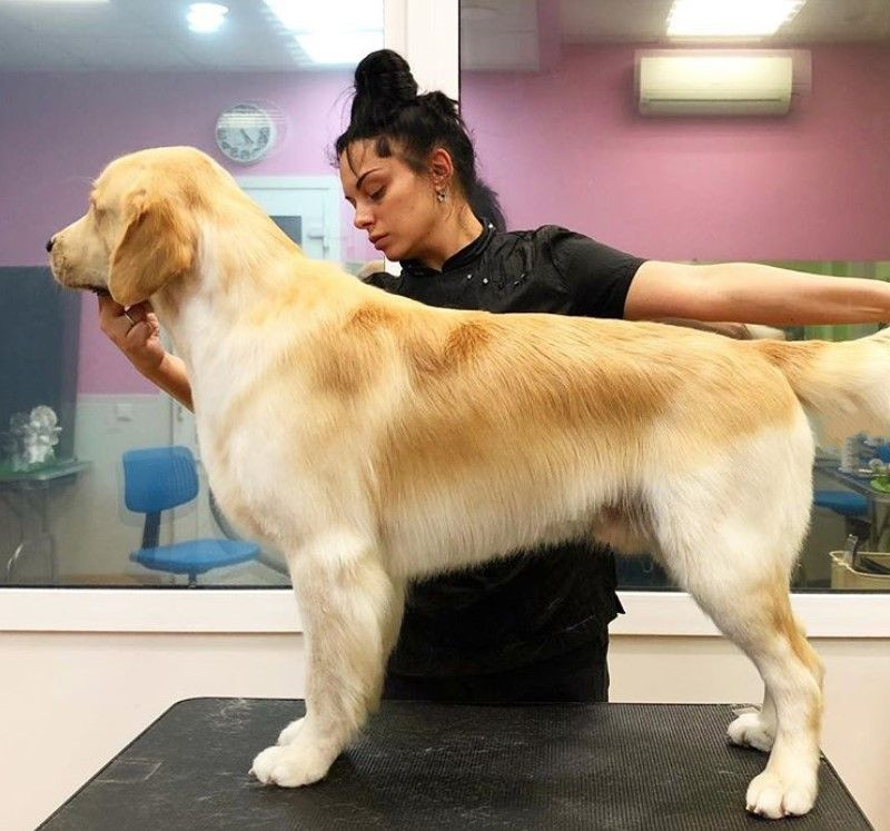 完成剪发后的金毛犬