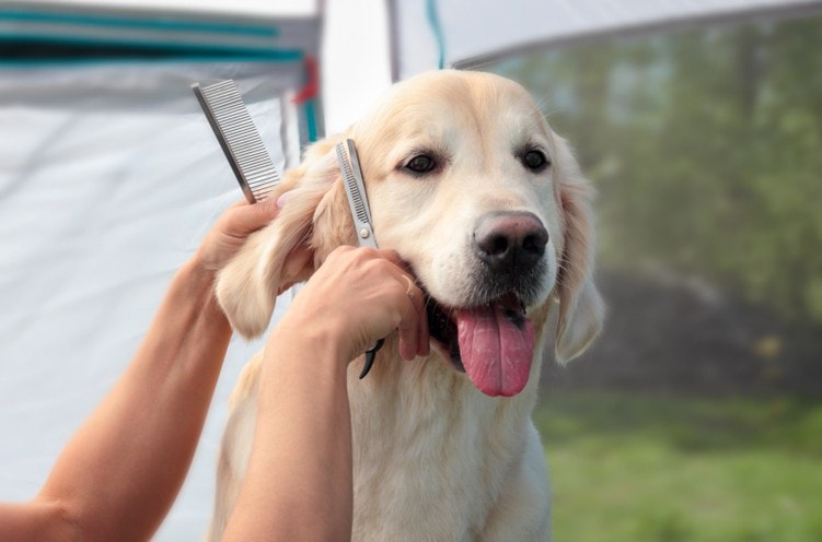 主人在给金毛犬修剪脸部的毛发