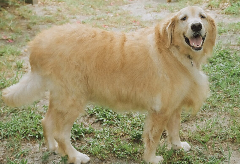 患有肥胖病的金毛犬