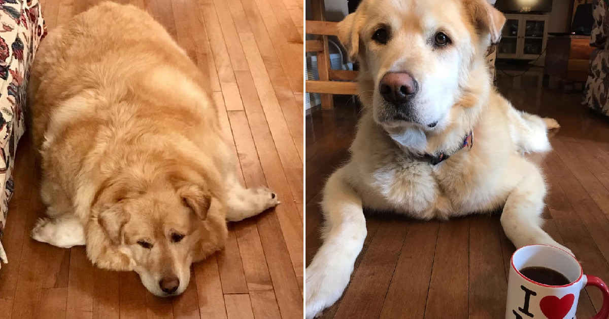 金毛犬患肥胖病前后对体型比照