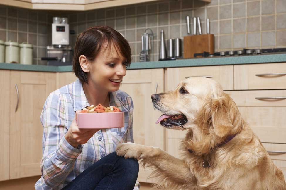 金毛犬饮食应注意什么事项？