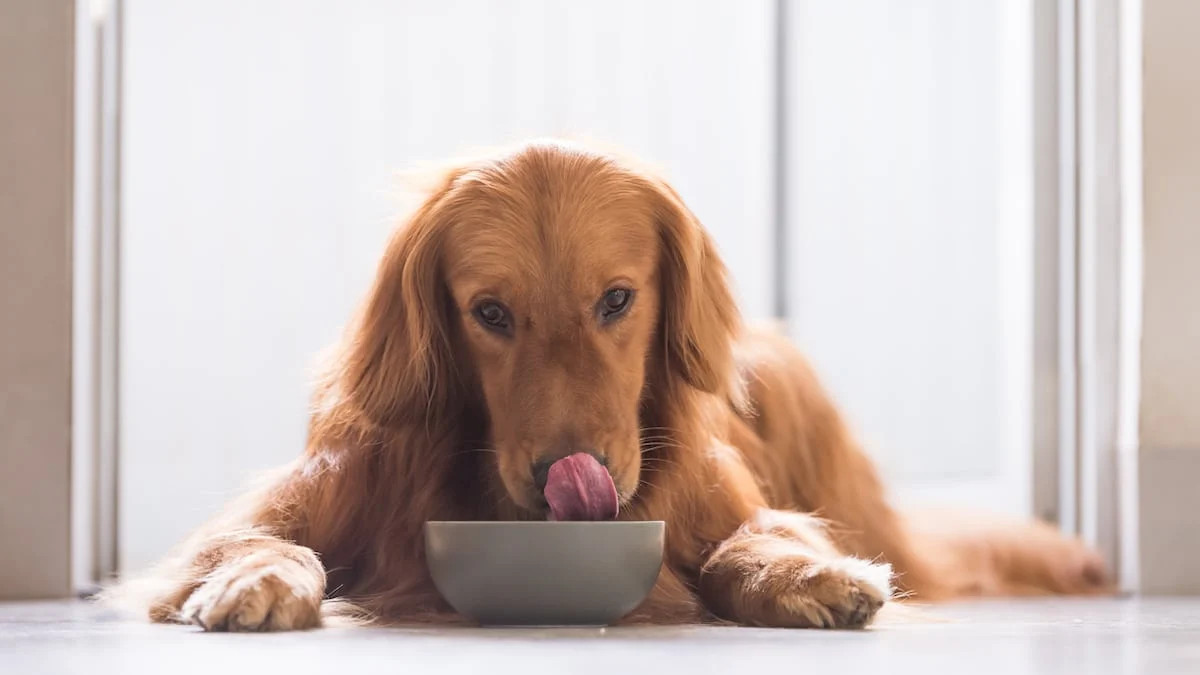 金毛犬要避免喂食人类食物
