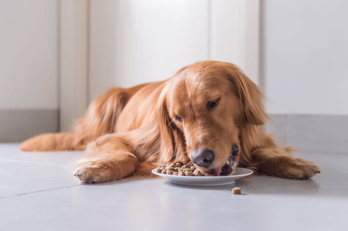 正在吃狗粮的金毛犬