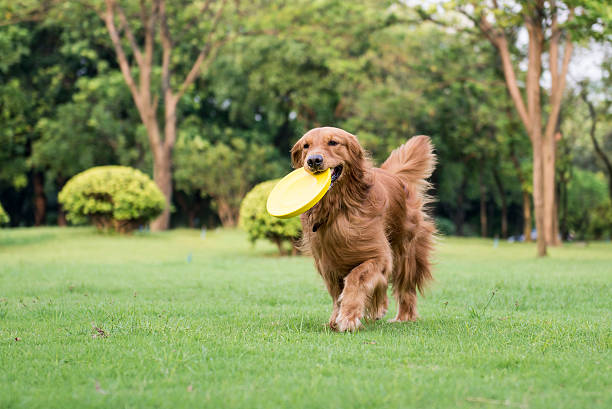 如何训练金毛犬玩飞盘？