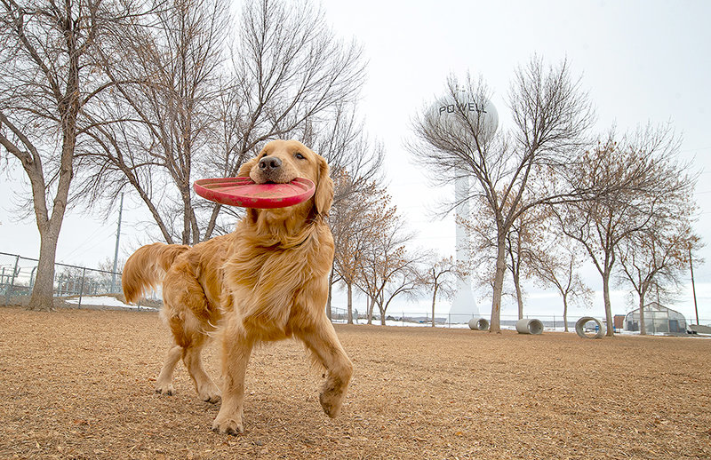将飞盘叼回来的金毛犬