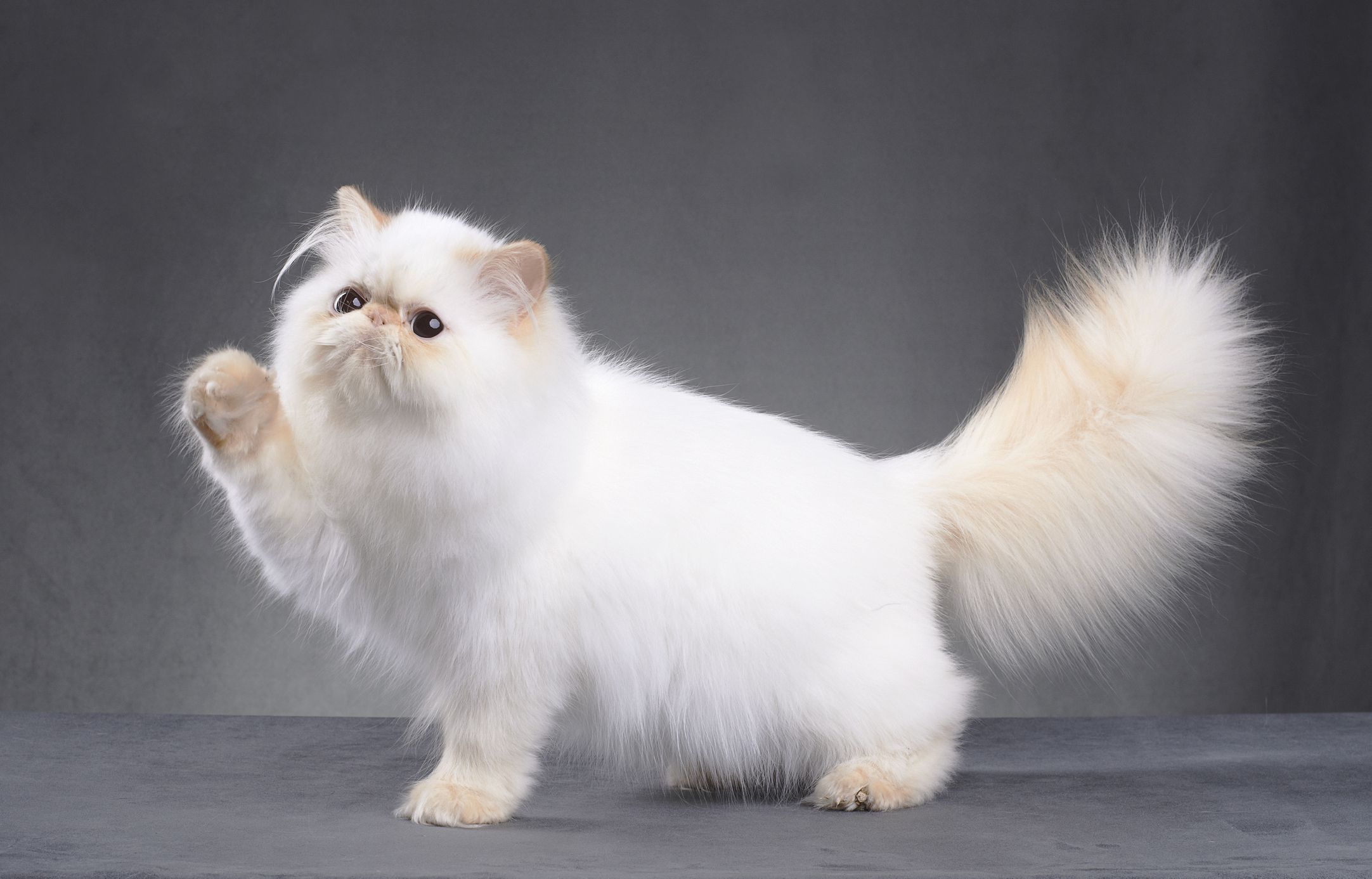 洗澡后的白色波斯猫