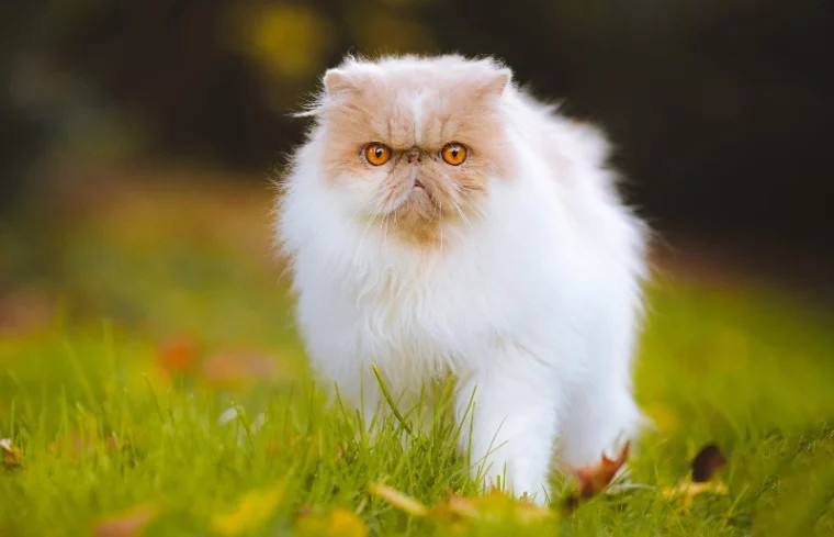 在户外活动的波斯猫