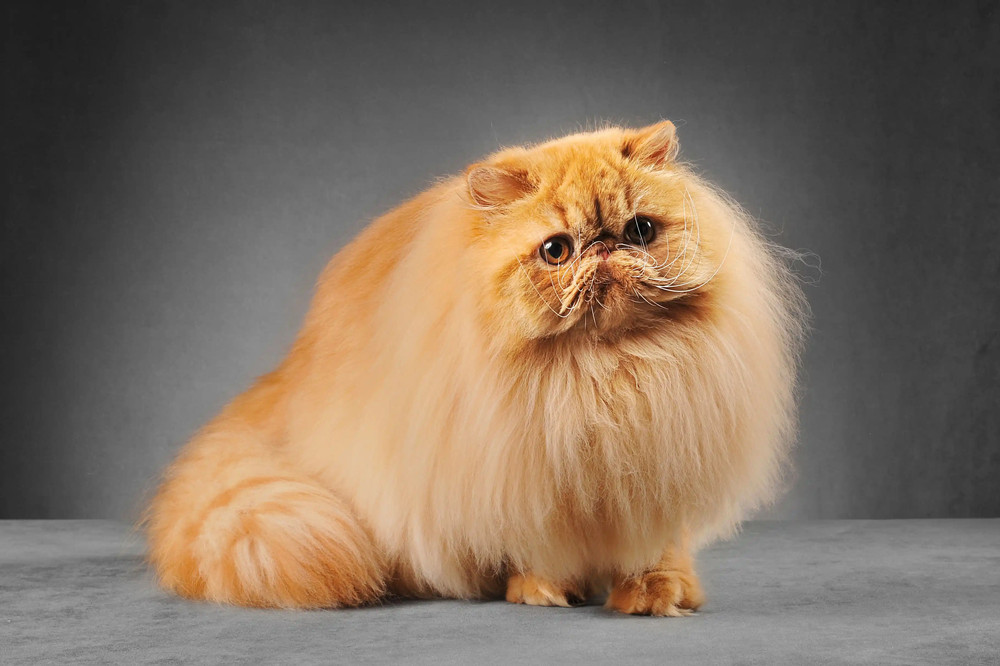 波斯猫要怎么养呢？