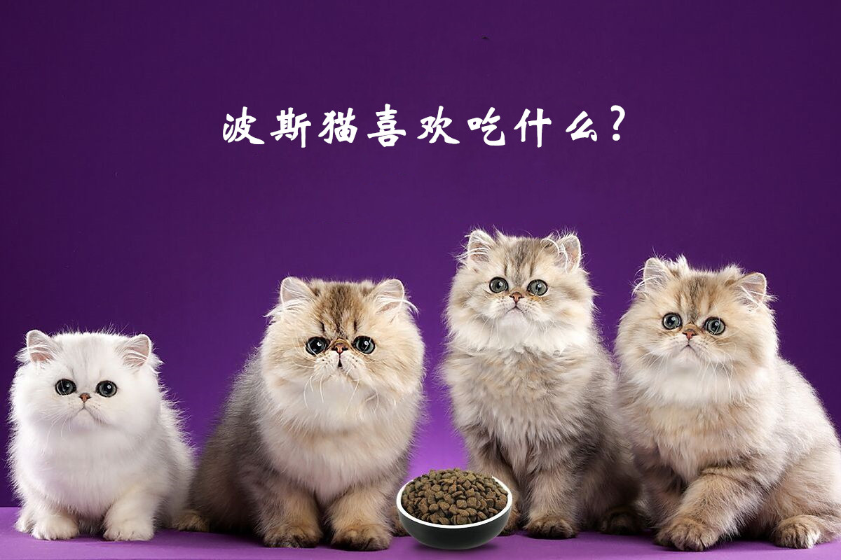 波斯猫喜欢吃什么食物呢？