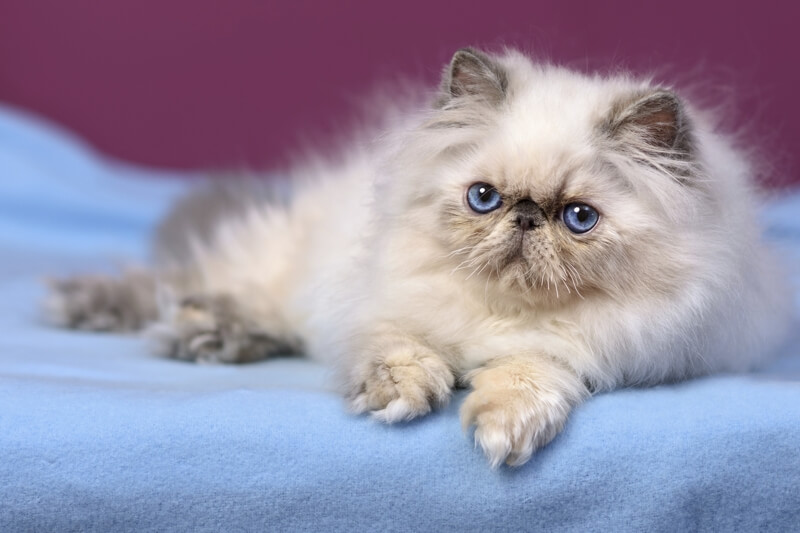 吃饱后躺在床上休息的波斯猫