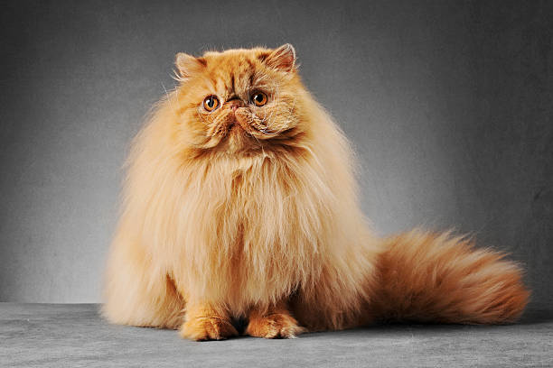 美容修剪后的橘黄色波斯猫