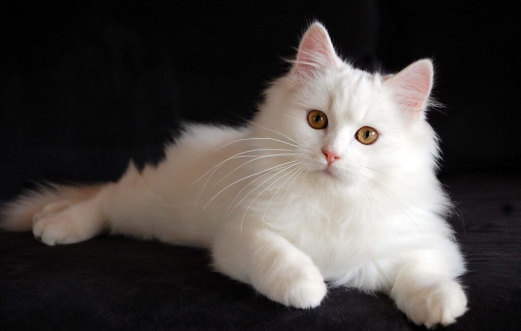 怎么给波斯猫美容？