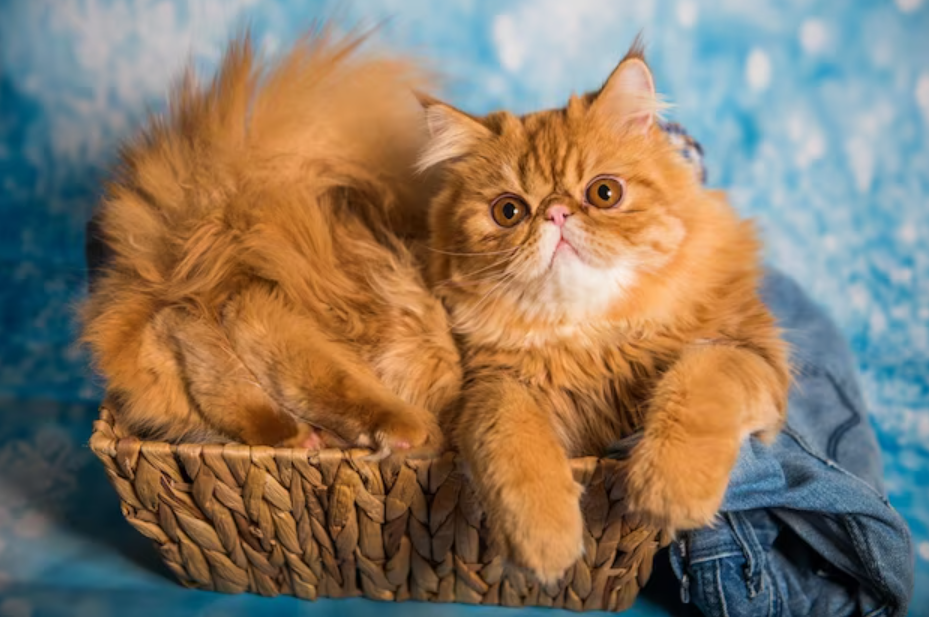 洗澡后的波斯猫