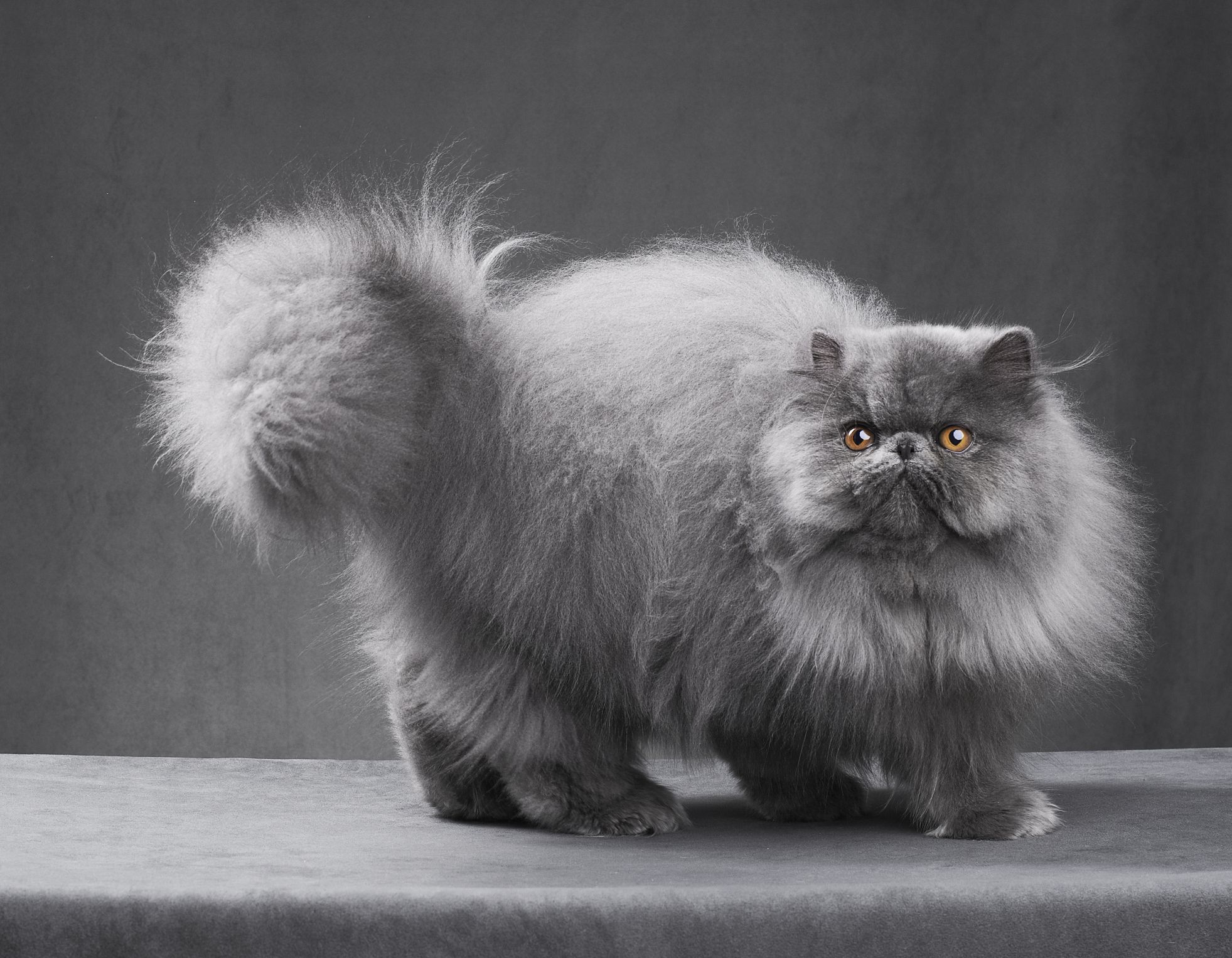 精品纯种波斯猫