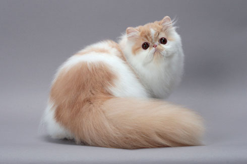 洗完澡吹干毛发后的波斯猫