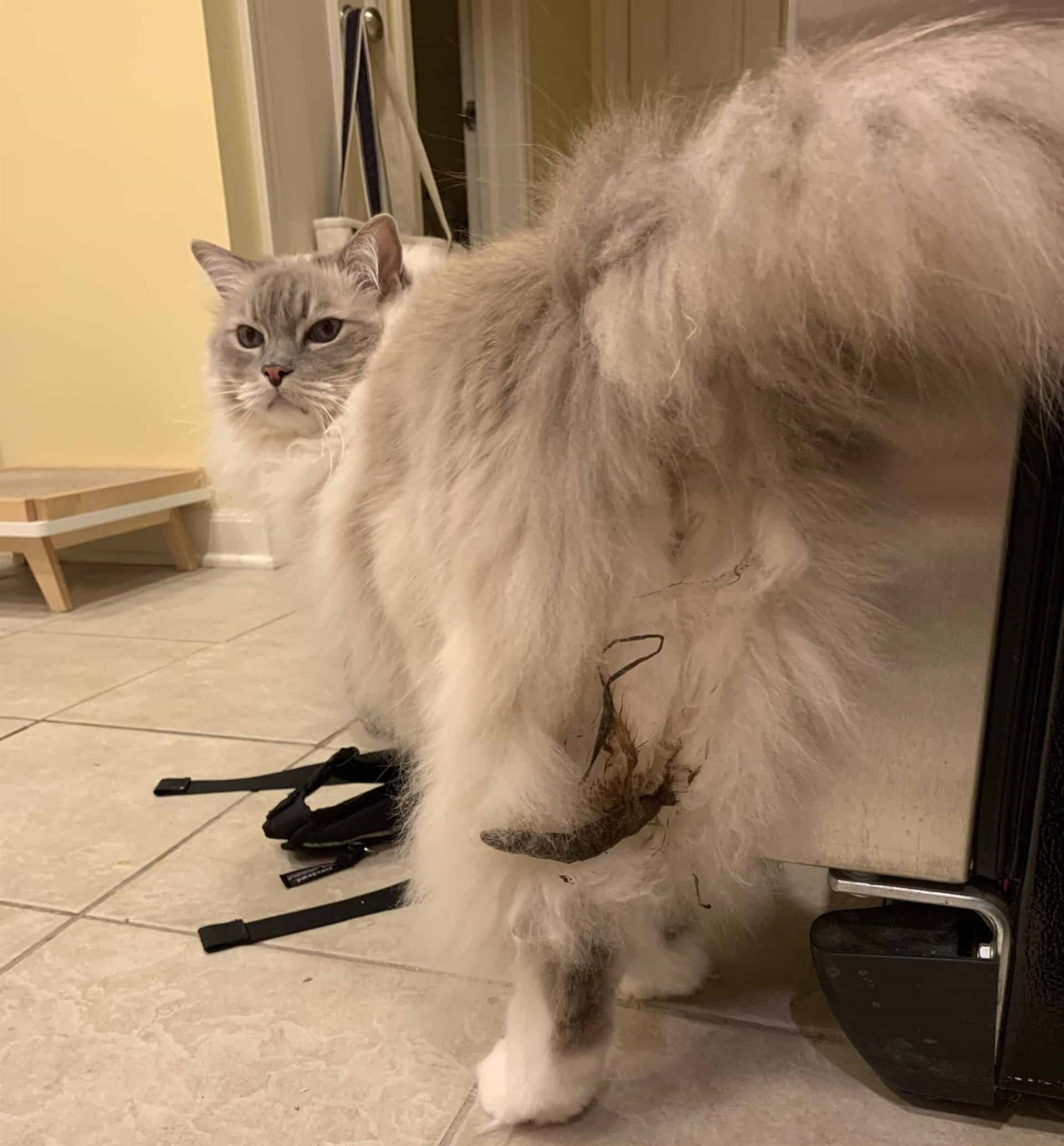 拉肚子的波斯猫