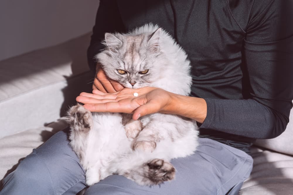 兽医喂药给波斯猫吃