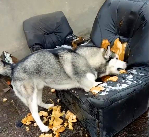 监控下正在拆家的哈士奇