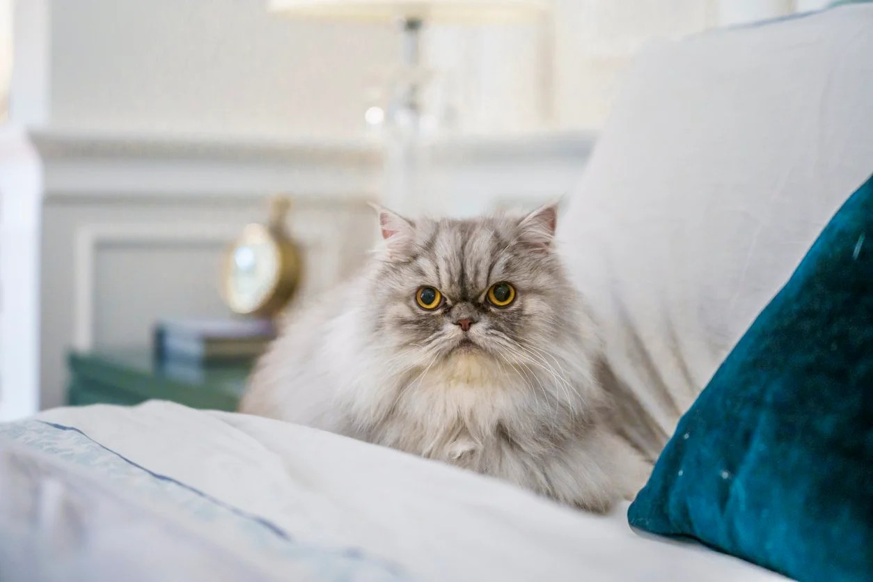 绝育后的波斯猫