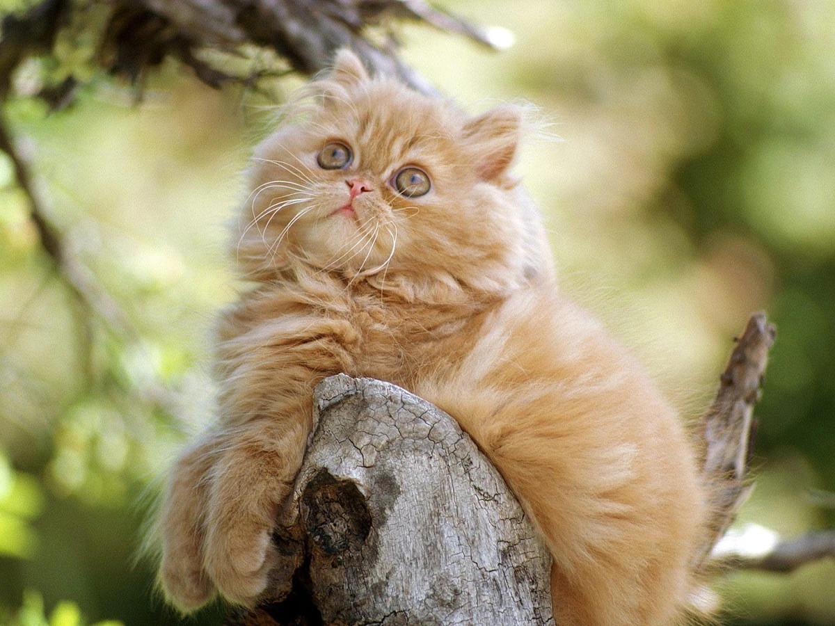 正在发情的橘黄色波斯猫