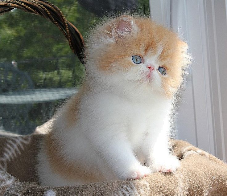 良好的猫咪食物对波斯猫幼崽成长很重要