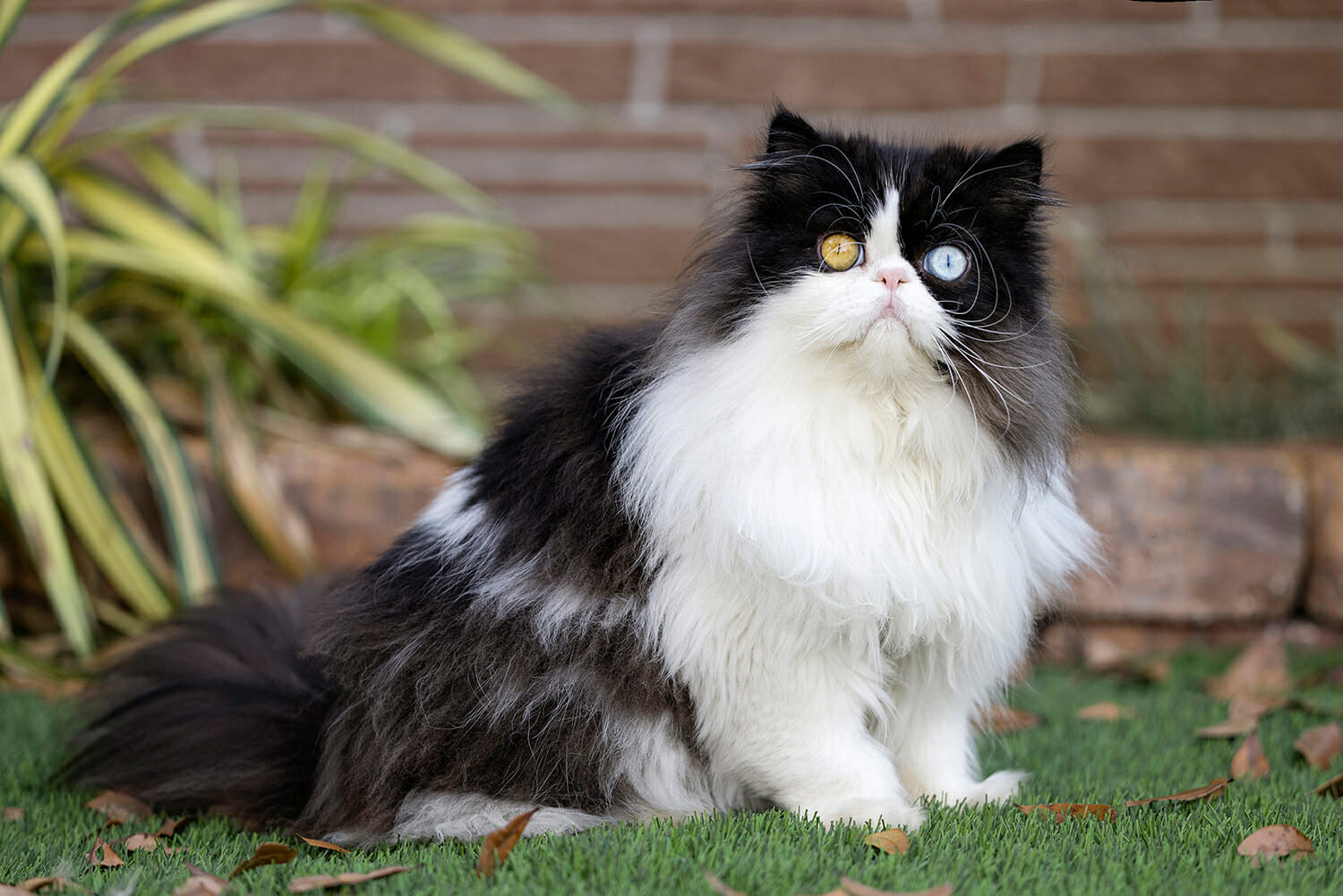 一只黑白花色的公波斯猫