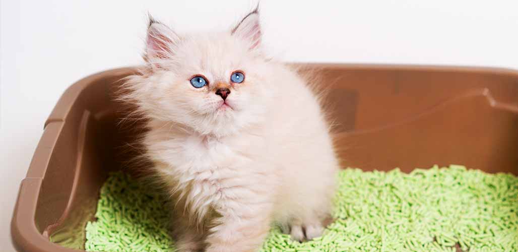 正在使用猫砂盆的波斯猫幼崽