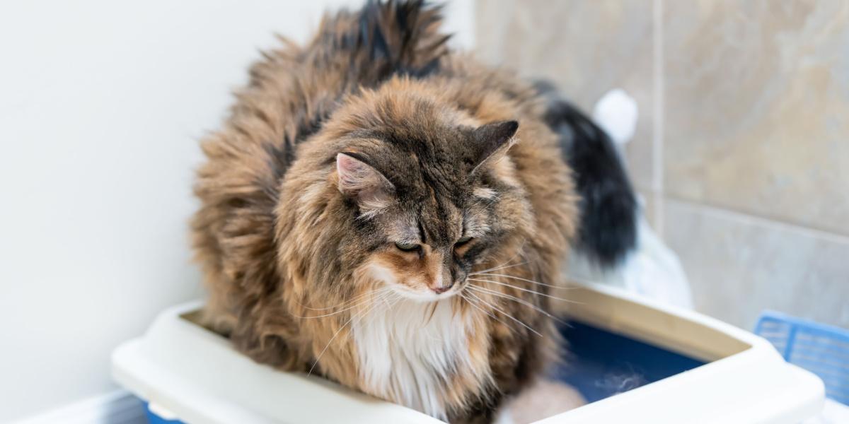 正在挖掘猫砂的波斯猫