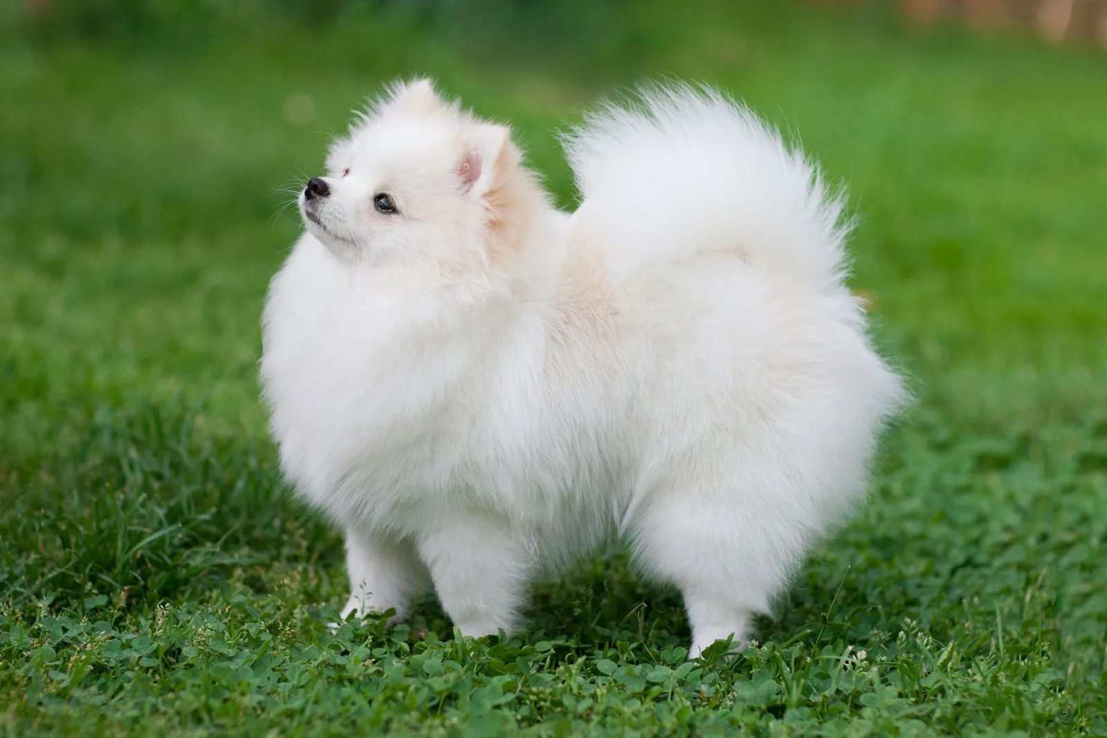 博美犬长毛怎么修剪好看？