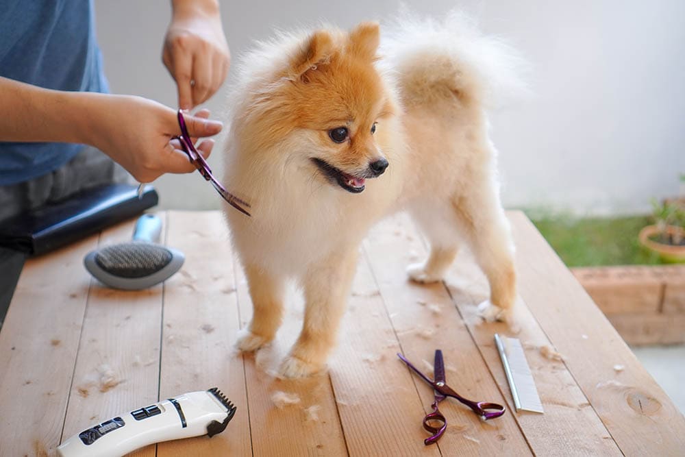 剪发完成后的博美犬